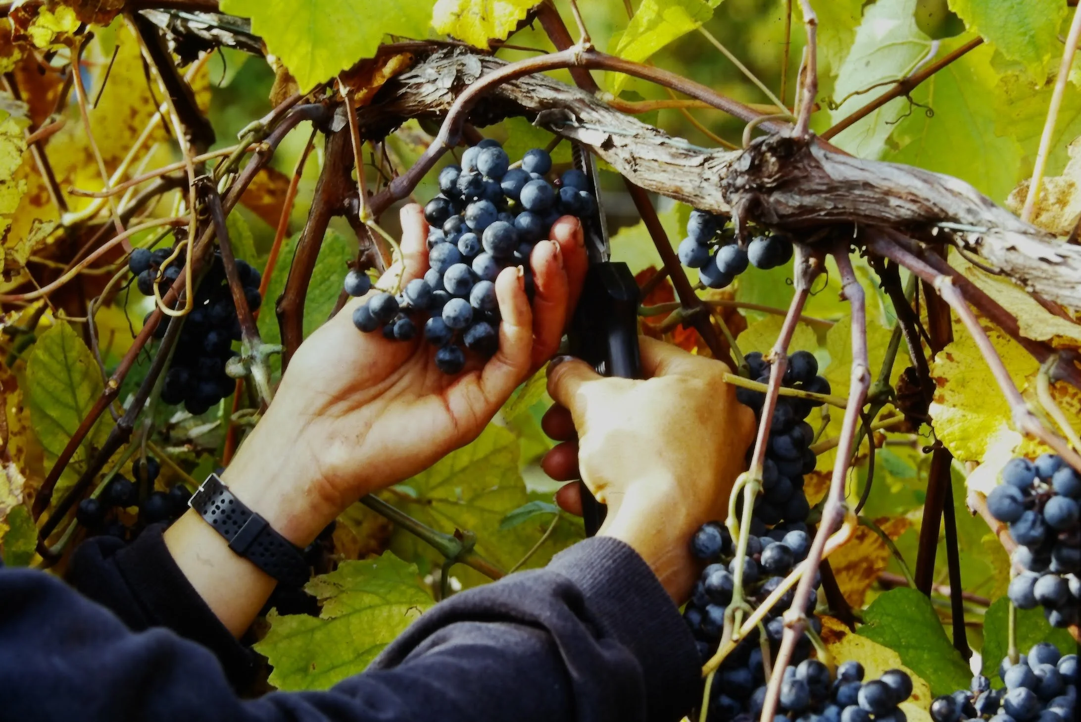 History on Tap: Special screening of Winemaking in Missouri at Bellefontaine Cemetery