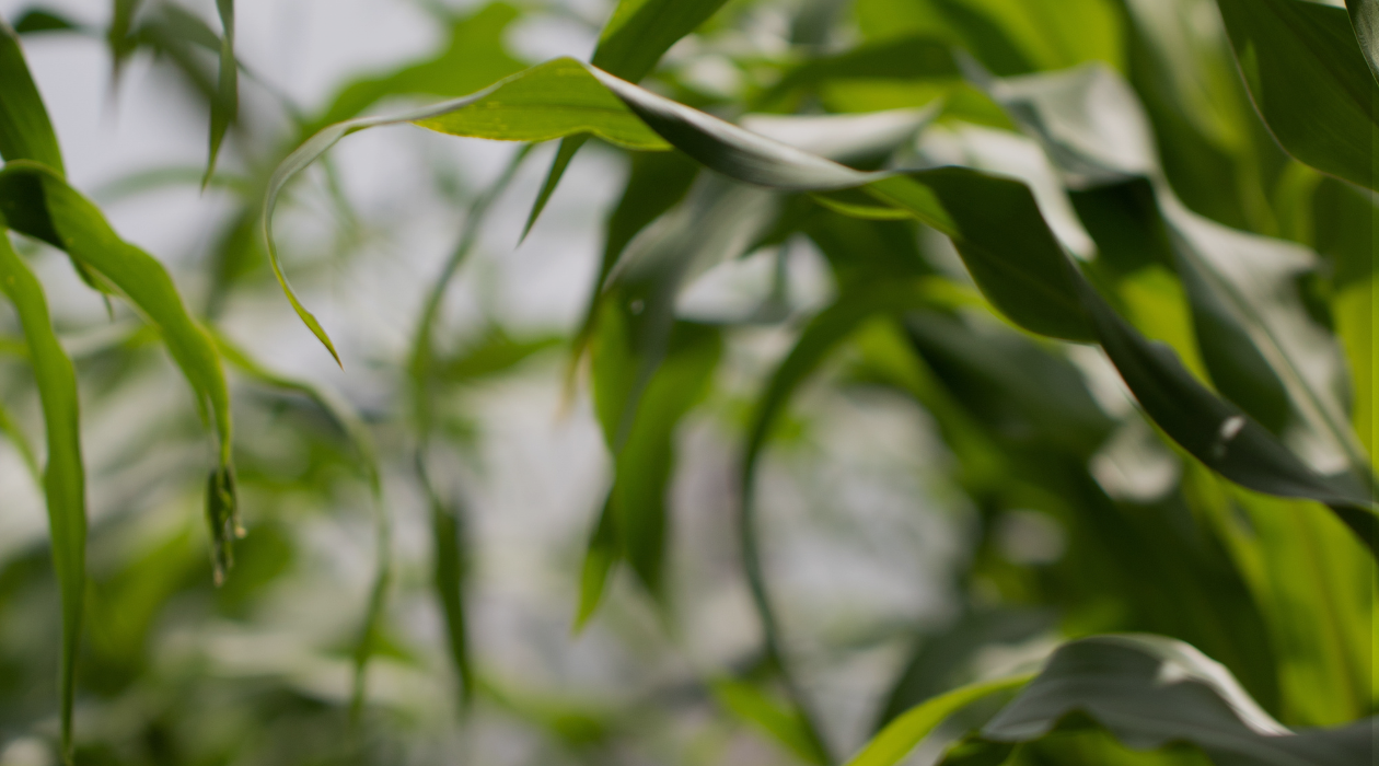 Website Header Options.png