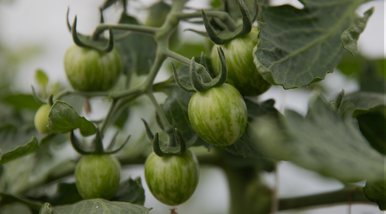 Untitled design (6).png