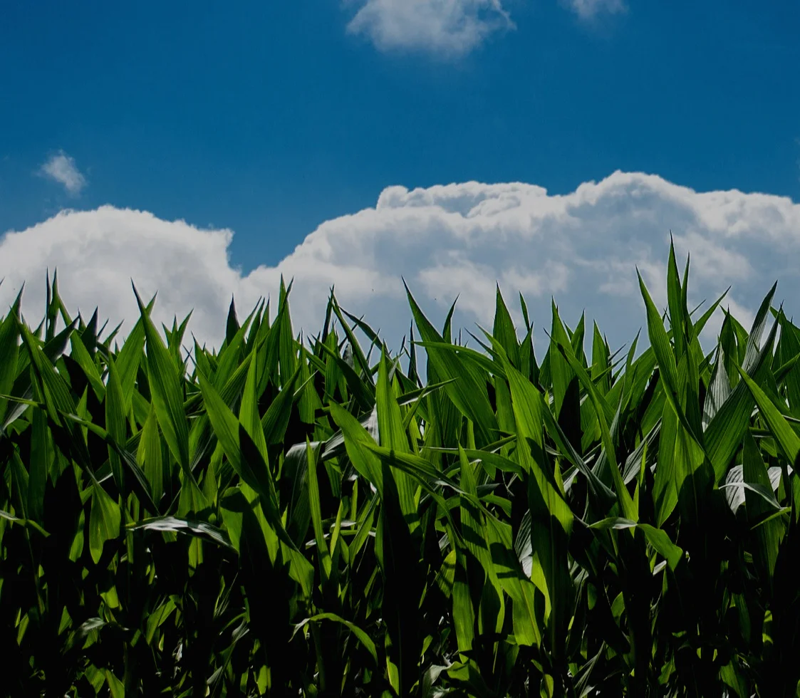 corn-field-440338_1920%281%29.jpg
