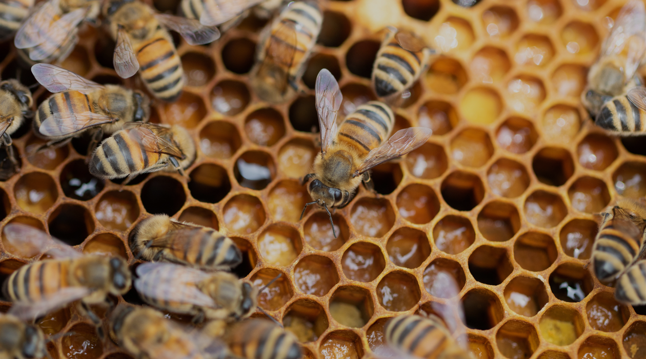 Website Header Options (2).png