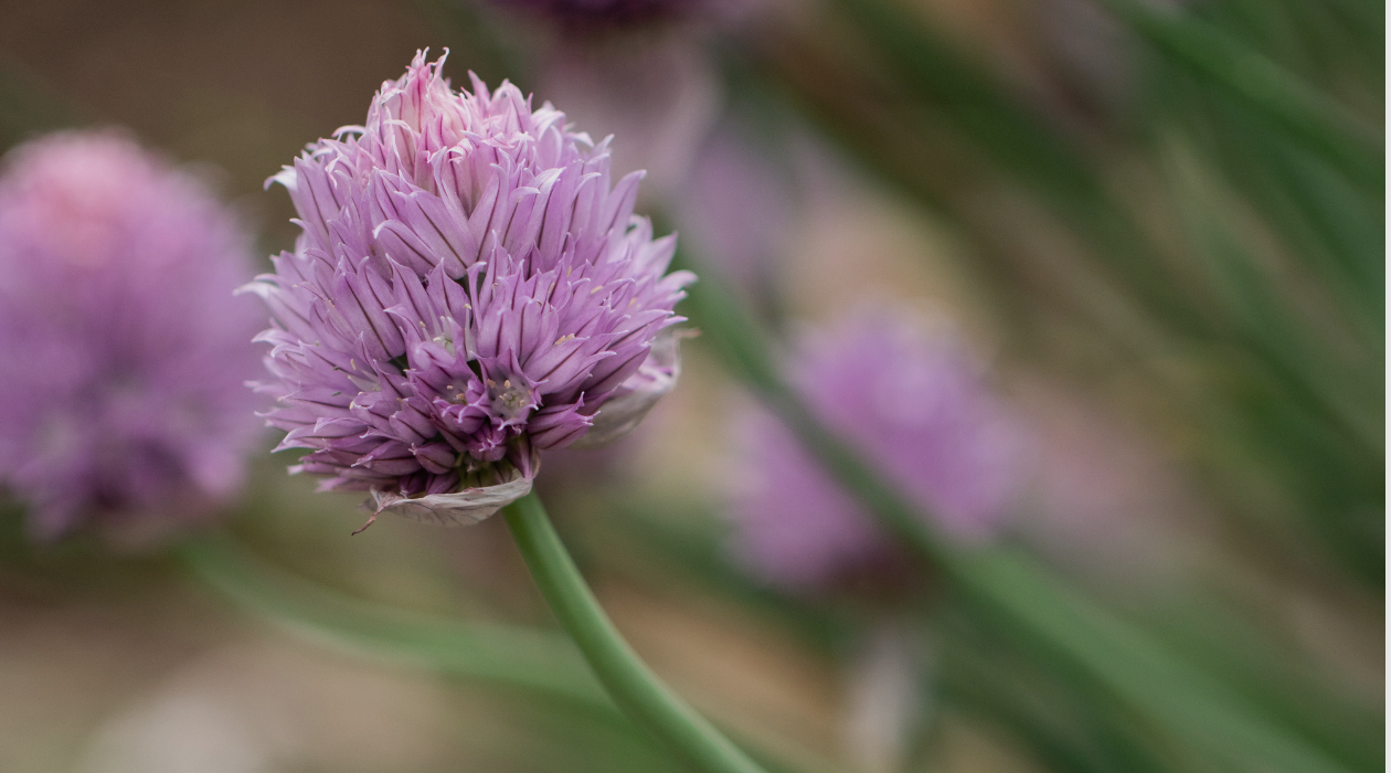 Website Header Options (3).png