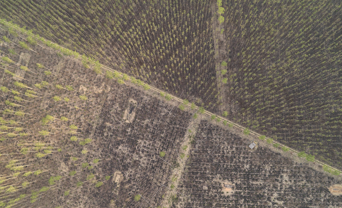 IMAO-Aerial-imagery-forest copie.png