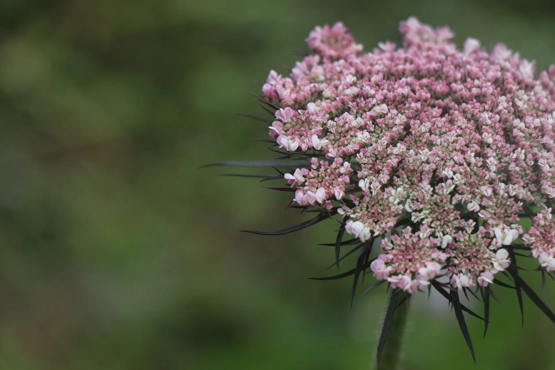 PRC MOTHER'S DAY CARDS!