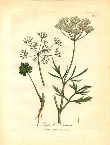 Apiaceae_Pimpinella_anisum.jpg