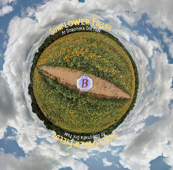 Tiny planet view of Dorthea Dix sunflower fields in 360 degress.