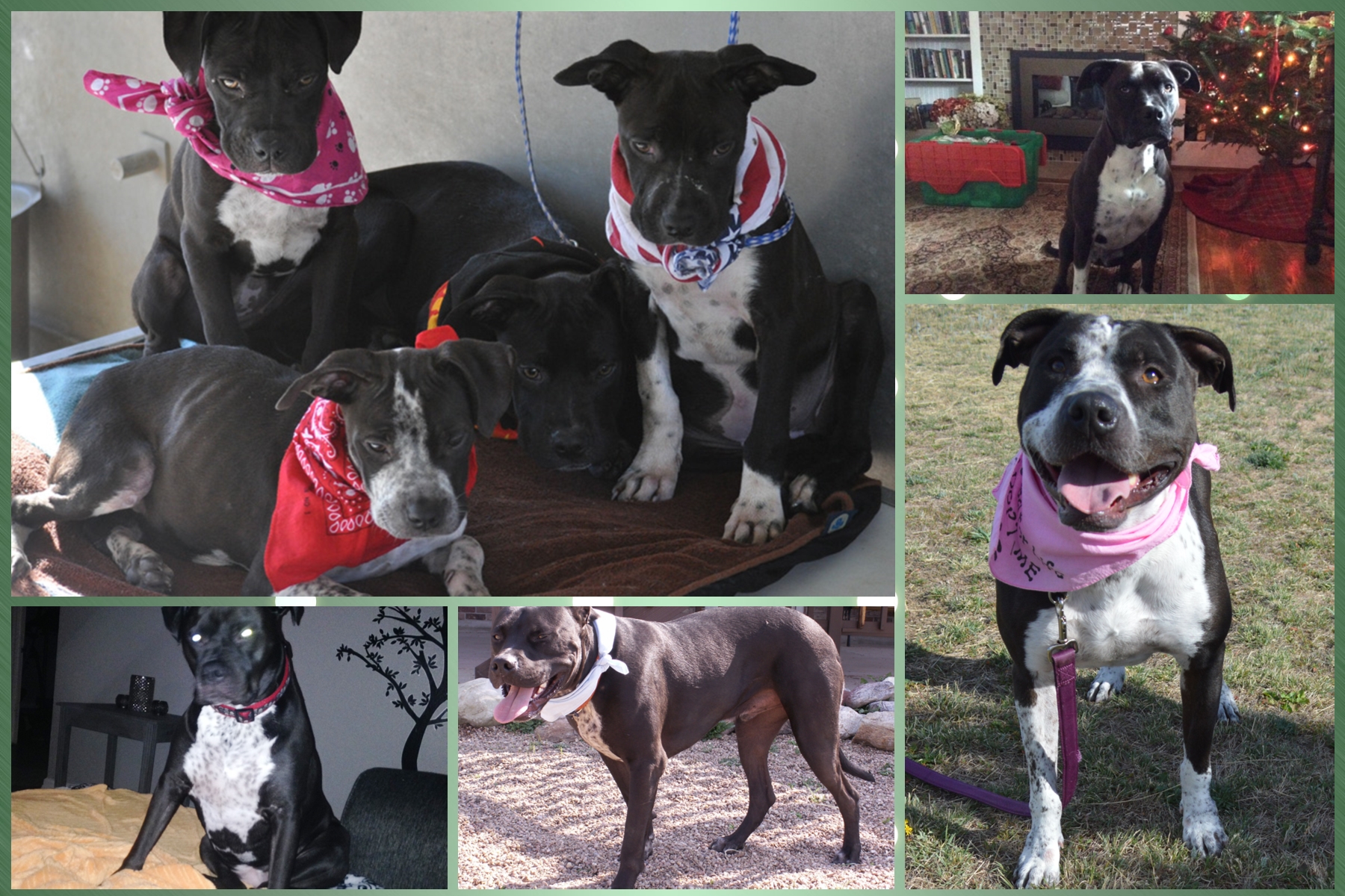 Belle, Bailey, Bindi & Sasha