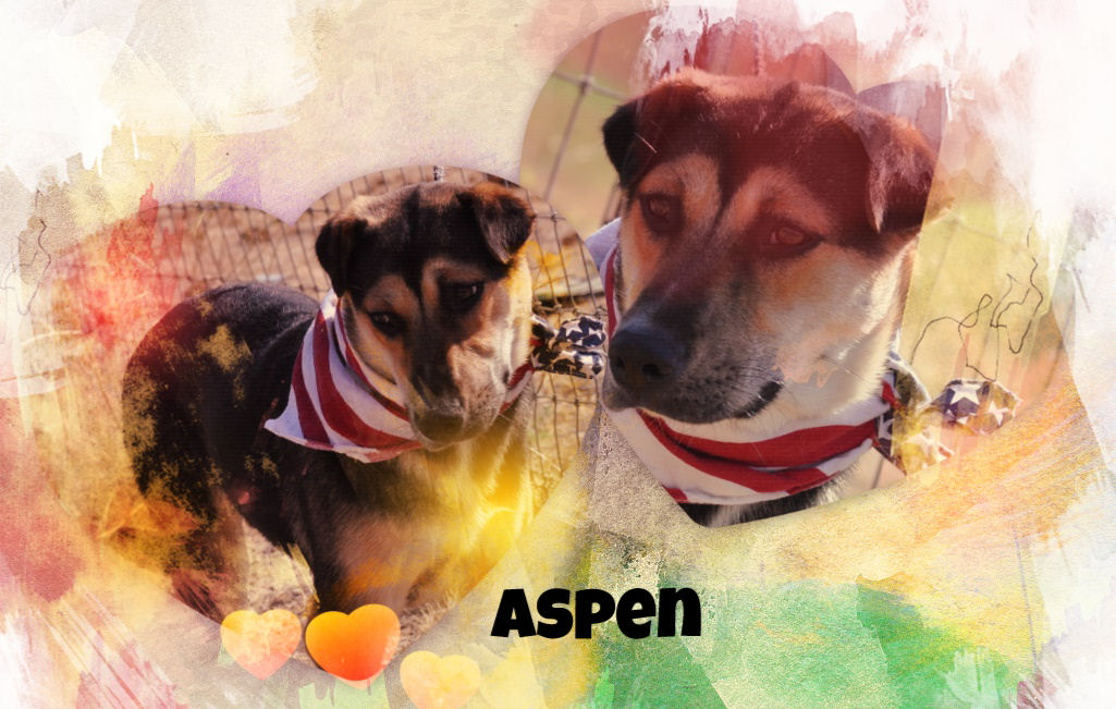 Aspen.jpg