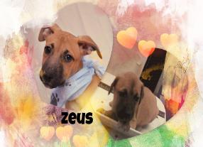 Zeus-286x207.jpg