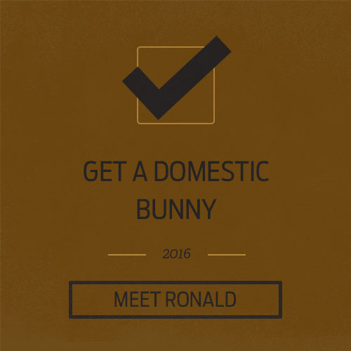 Bunny.jpg