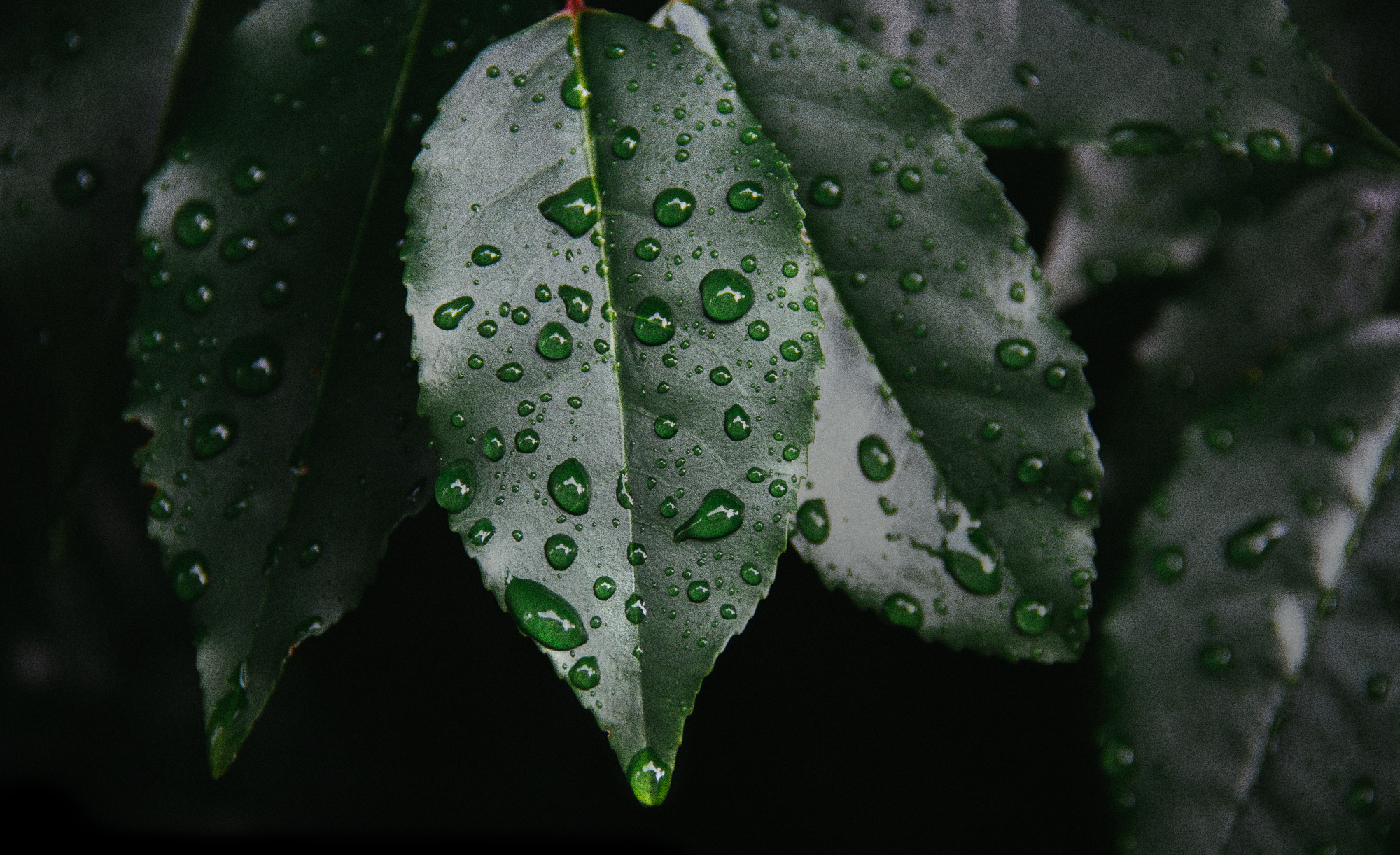 ABOUT-HEADER-GRAIN.png