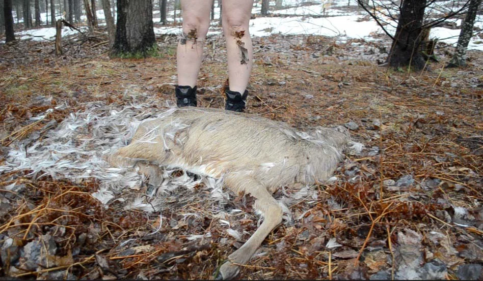 photo: Nicole Garneau and found deer.