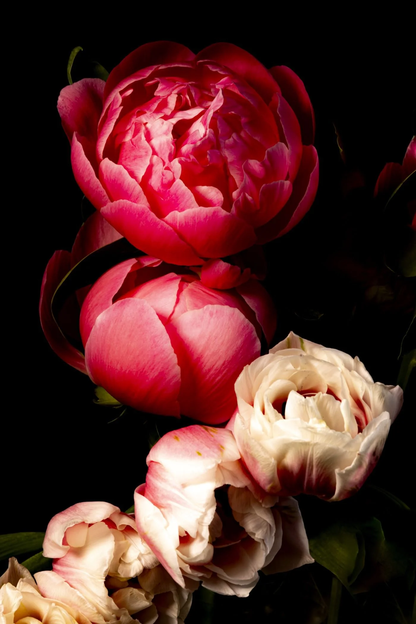 JoAnn Cancro