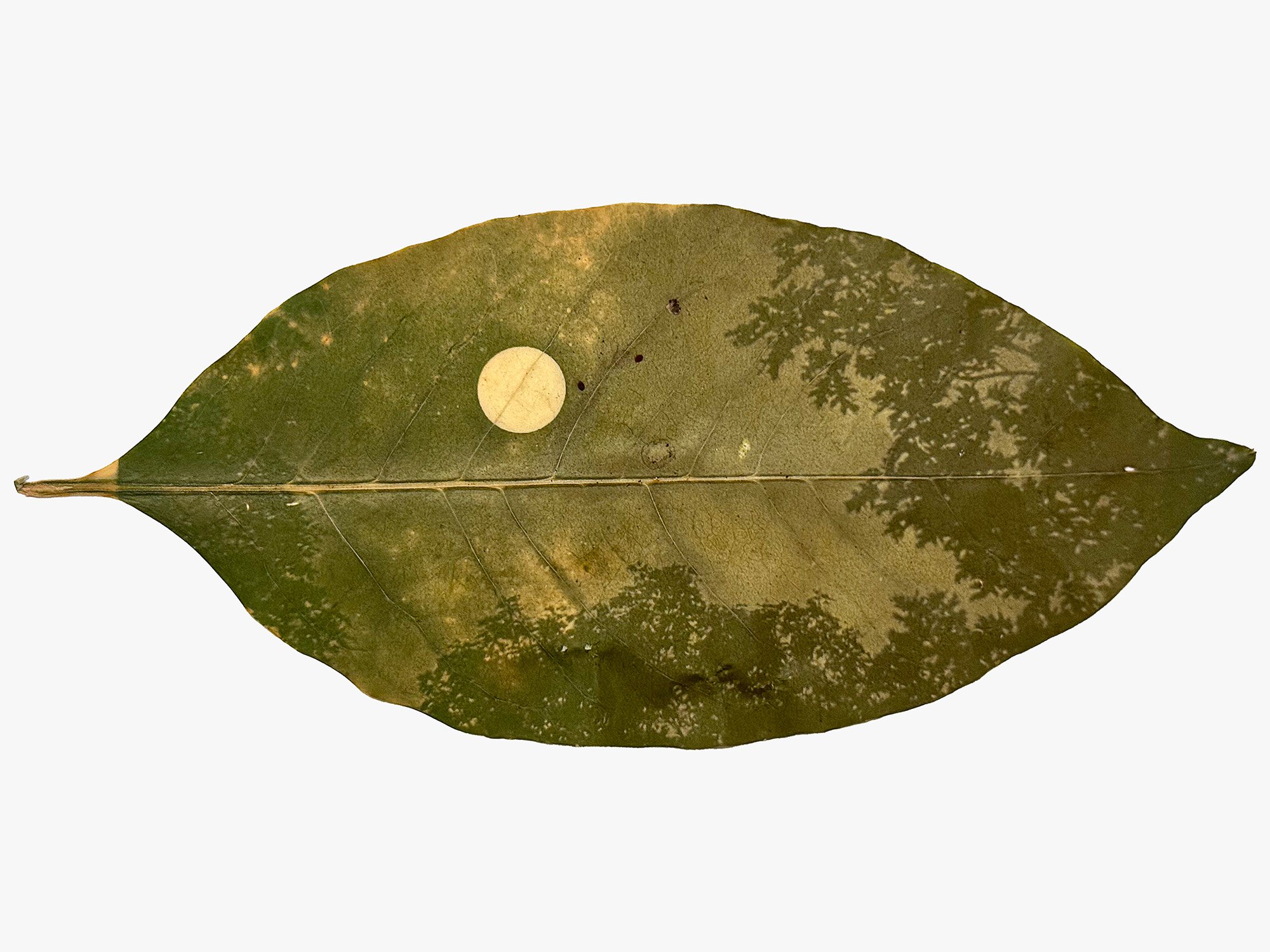 Dunbar_August Sturgeon Moon on Pokeweed Leaf.jpg