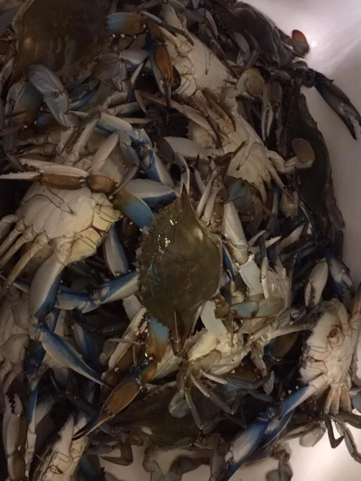 crabs.jpg