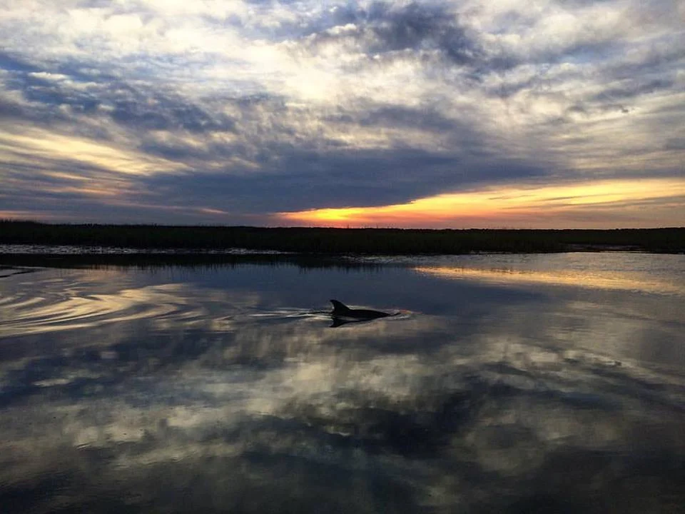 dolphin no logo.jpg