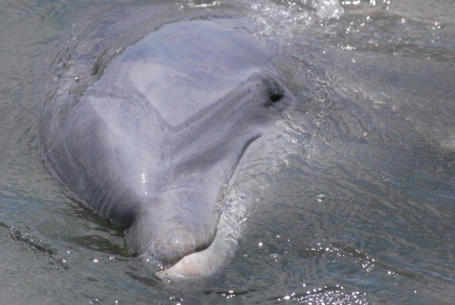 dolphin close up.png