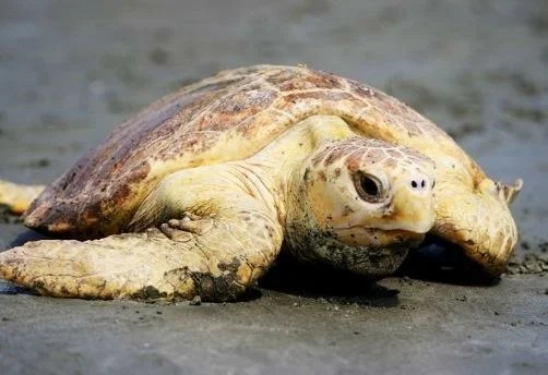 The Captain and Her Sea Turtle
