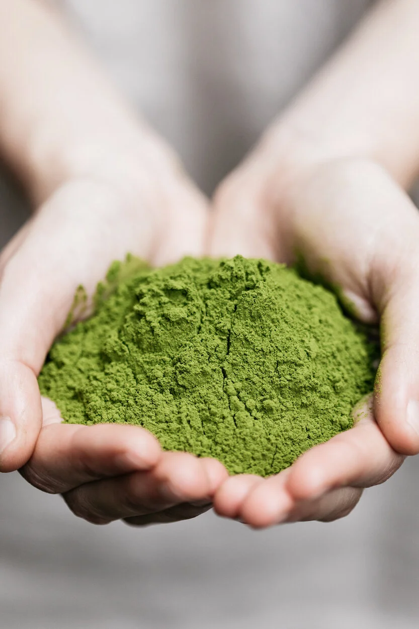 Hands offering bright green moringa oleifera leaf powder, highest quality superfood
