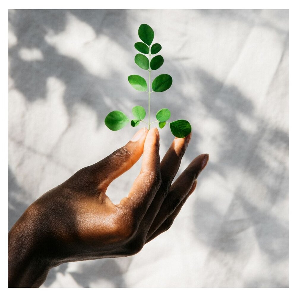 hands with leaf sq.jpg