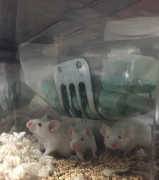 Mice on a specialized diet.