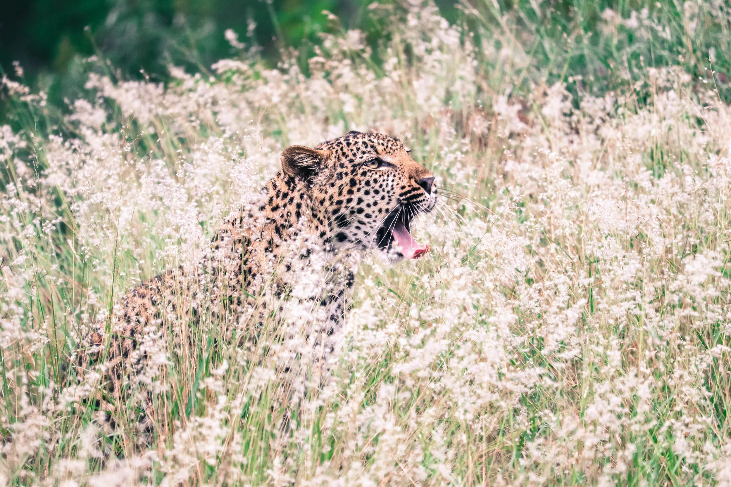 4) leopard.jpg