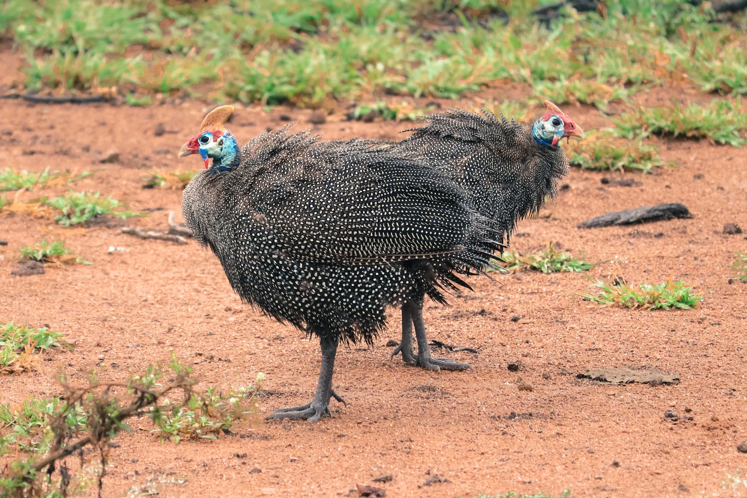 7) guinea fowl.jpg