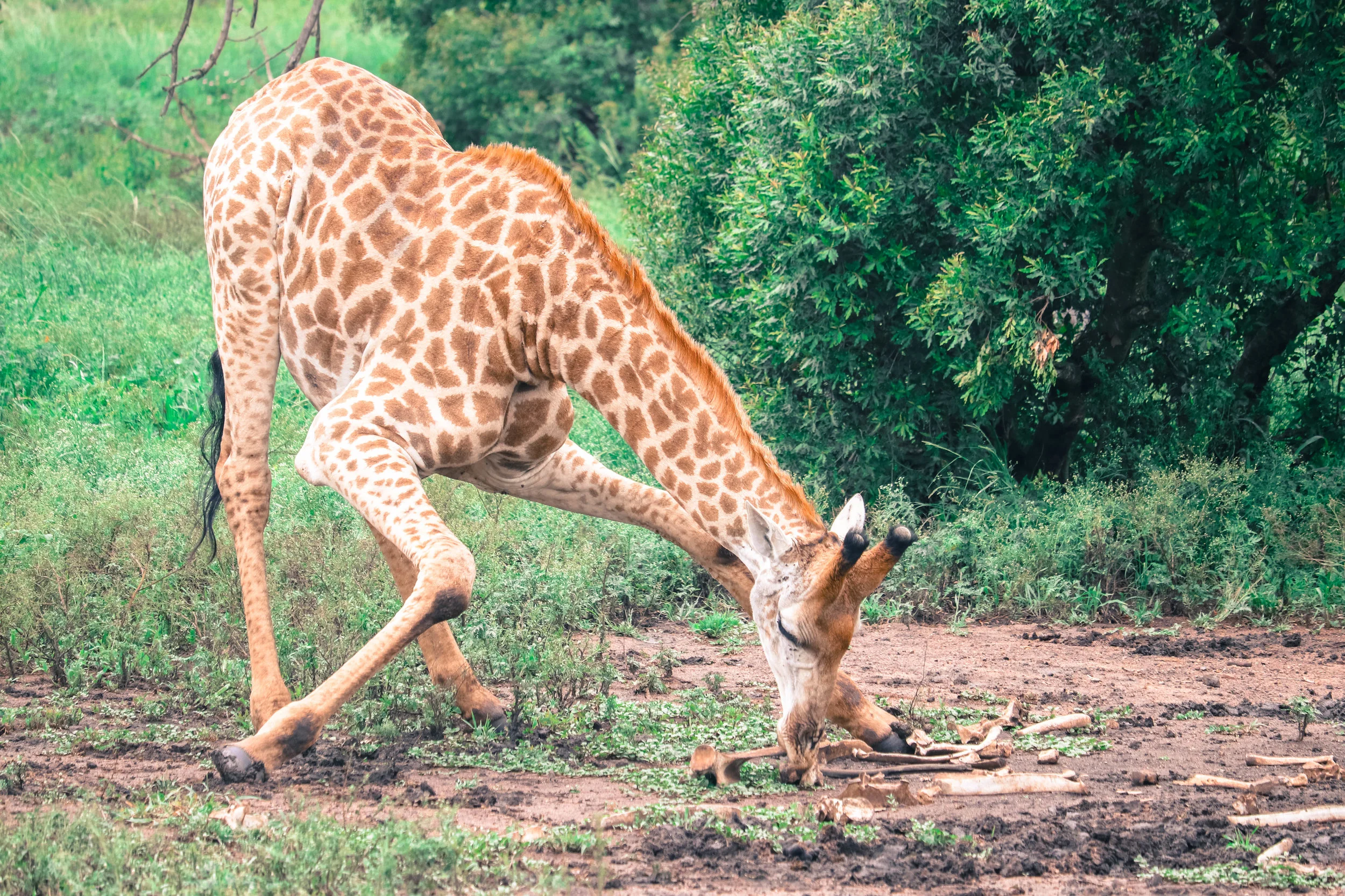9) giraffe licking hippo bones.jpg