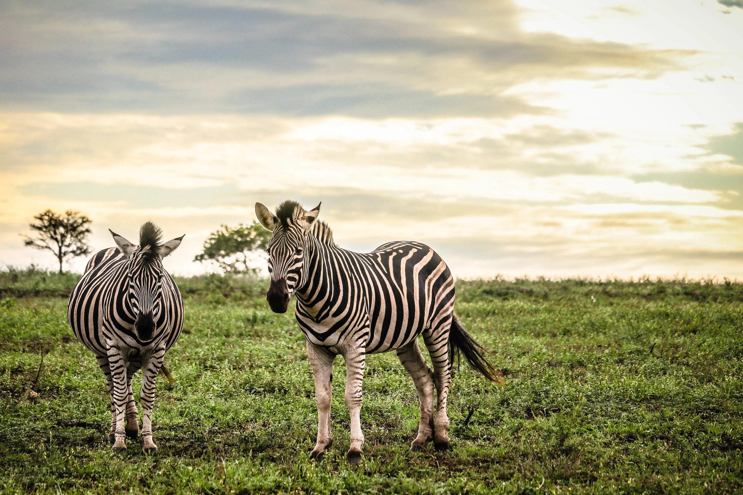 20) zebra sunset.jpg