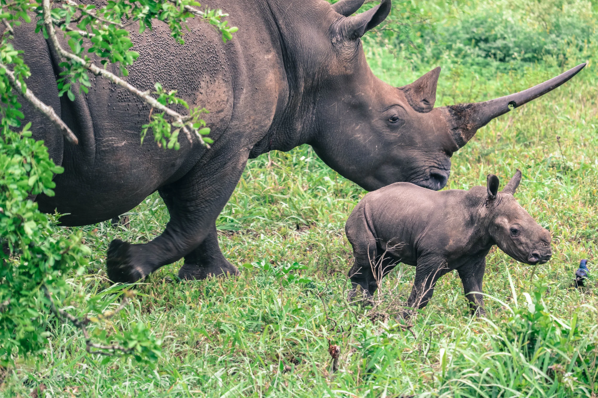 13) baby rhino.jpg