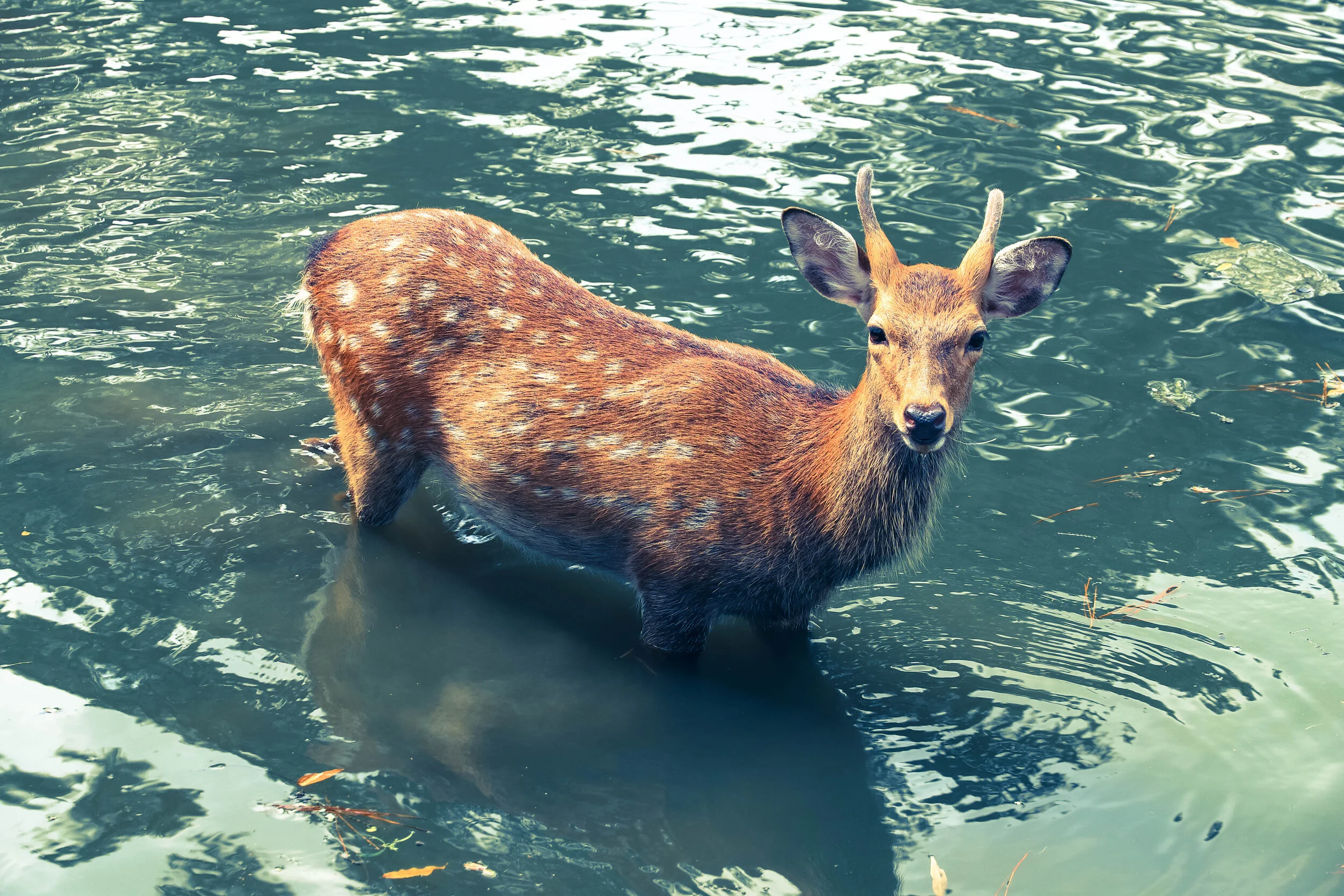 deer in water.jpg