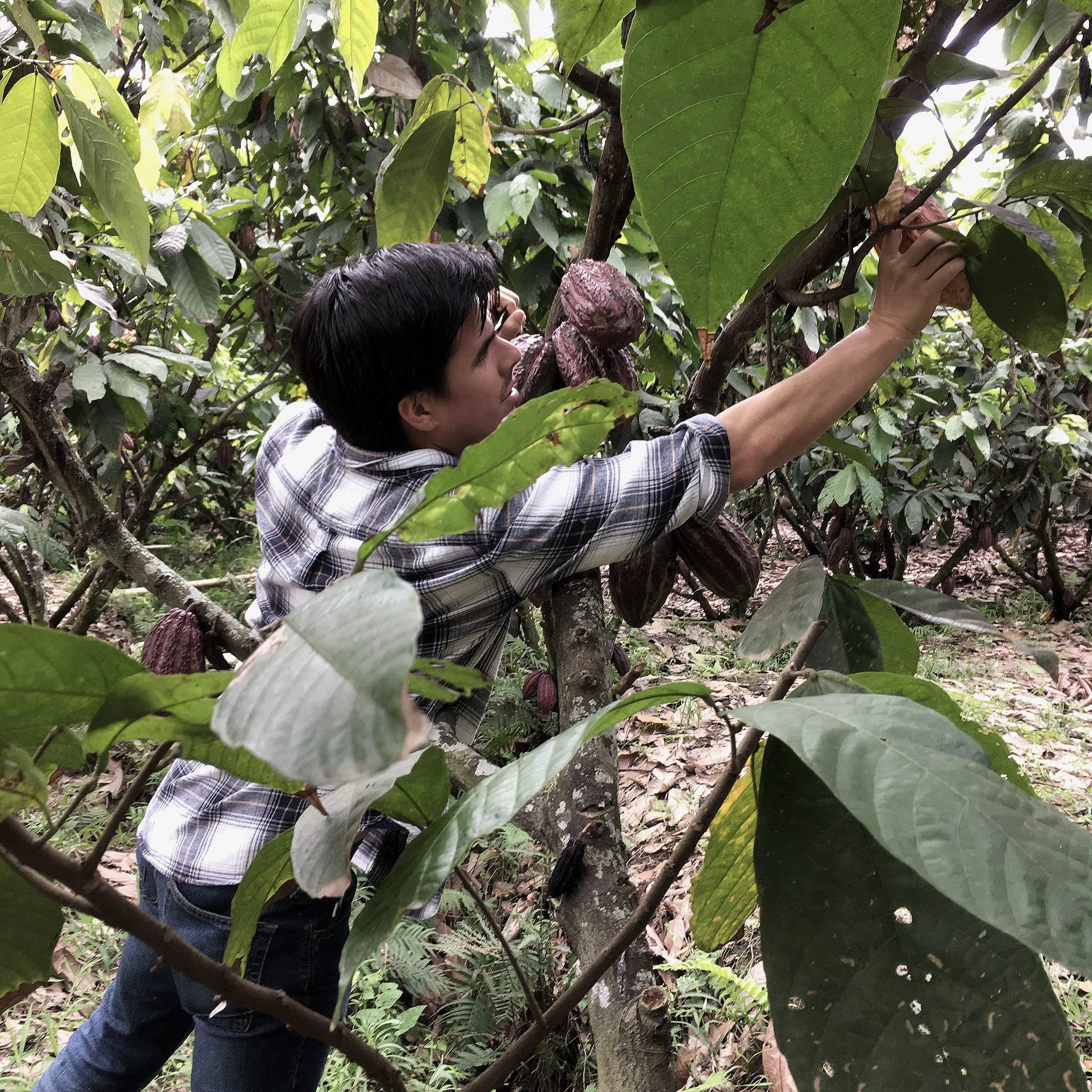 sumaqco+co-founder+picking+HSJ+cacao.jpg