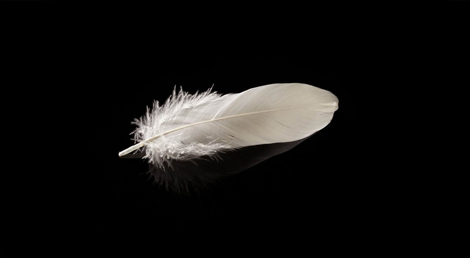 SMALL FLIGHT FEATHERS