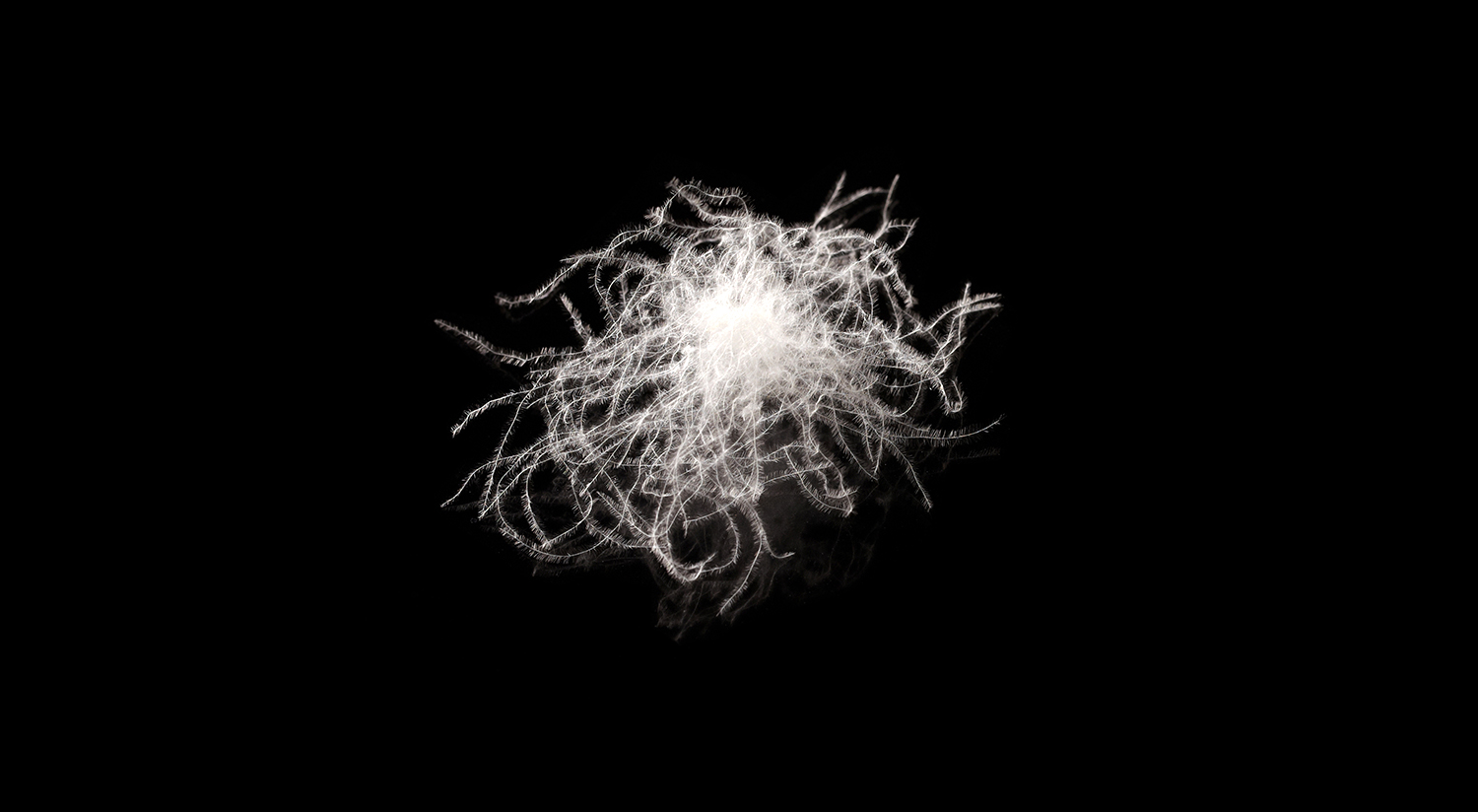 A TYPICAL MATURE GOOSE DOWN CLUSTER