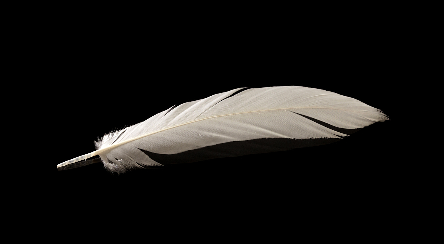 LARGE FLIGHT FEATHER