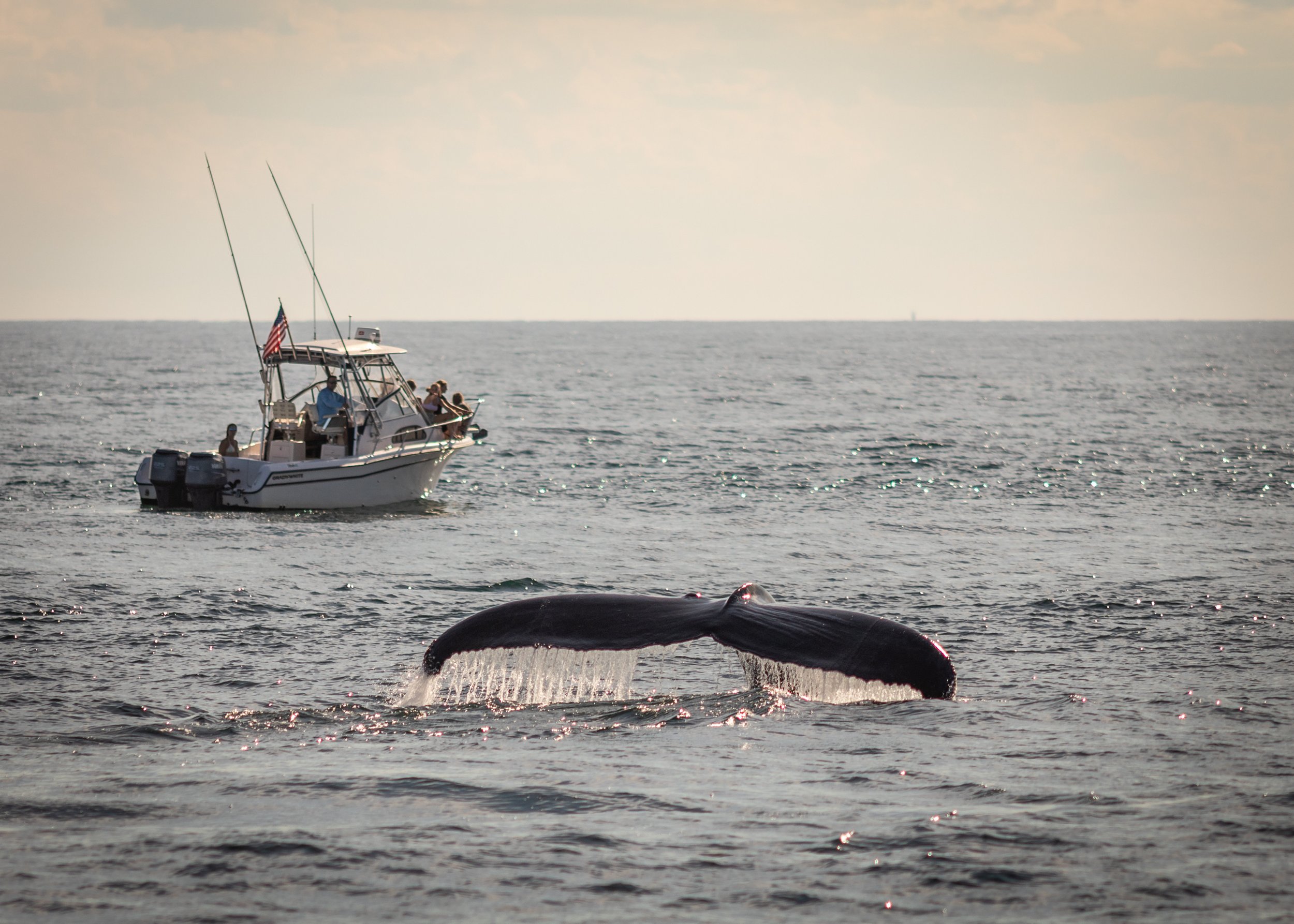 Pleasure boat and humpback whale, Cape Cod Bay