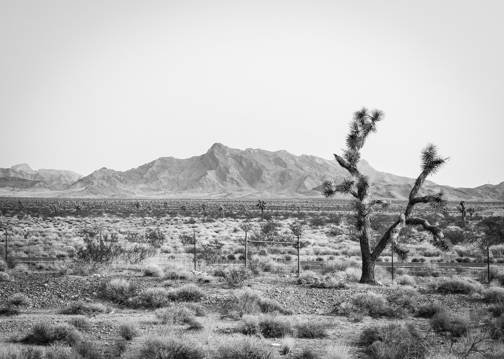 Joshua trees on the road back to Vegas