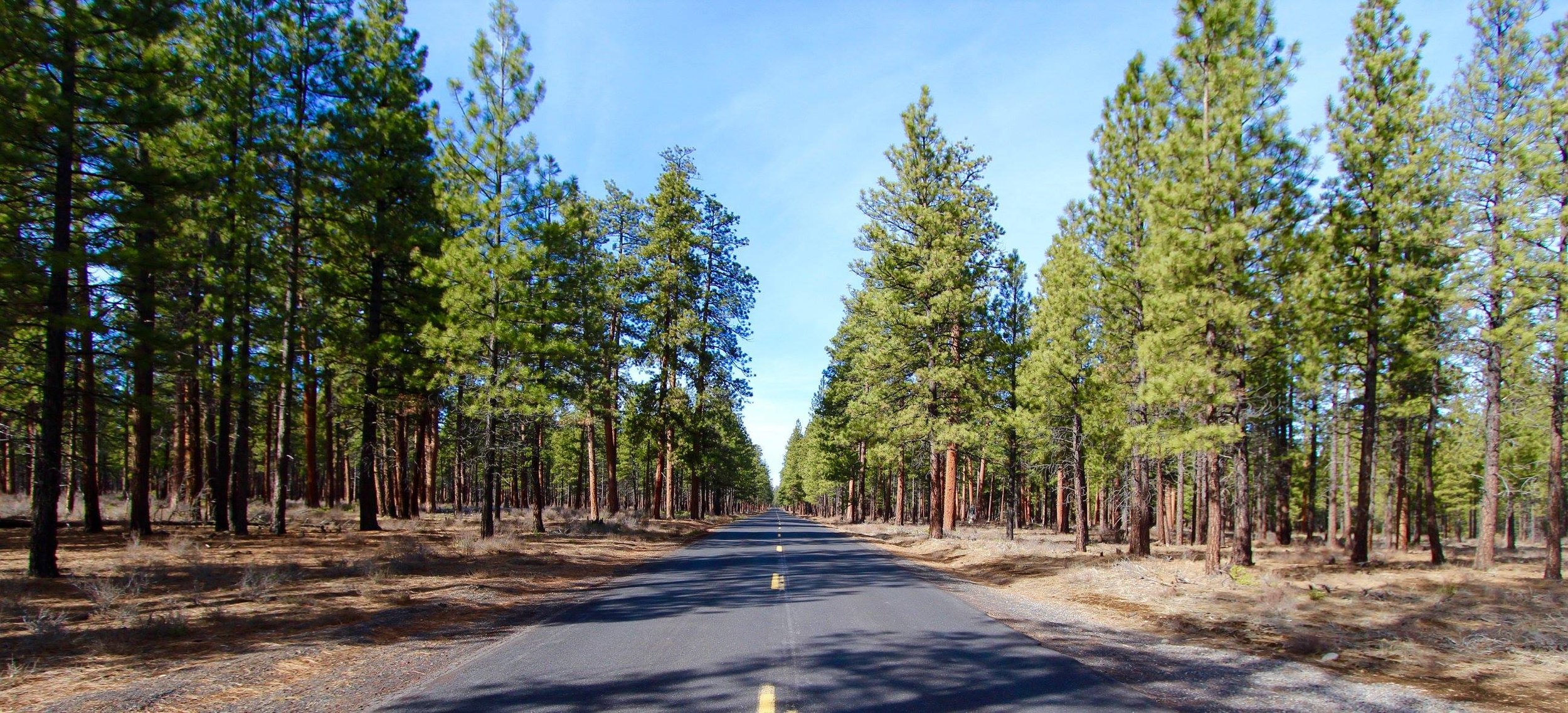 State Highway 226 and Ponderosa Pines, Sisters, Ore.