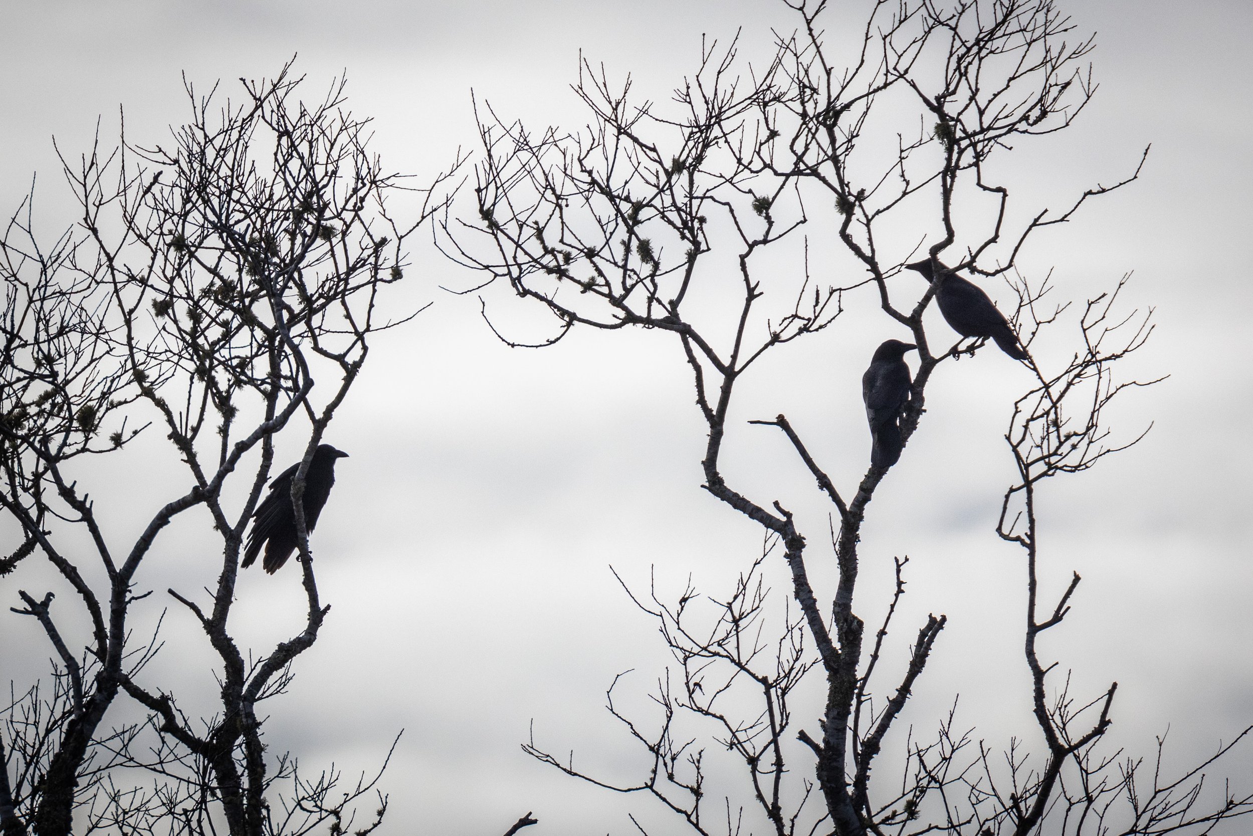 Blackbirds, Sanford Farm, Nantucket.
