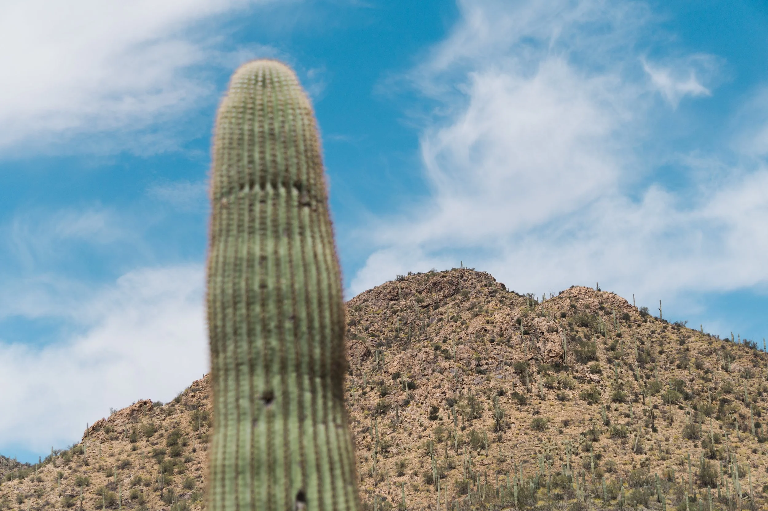 Yet another one in Saguaro National Park