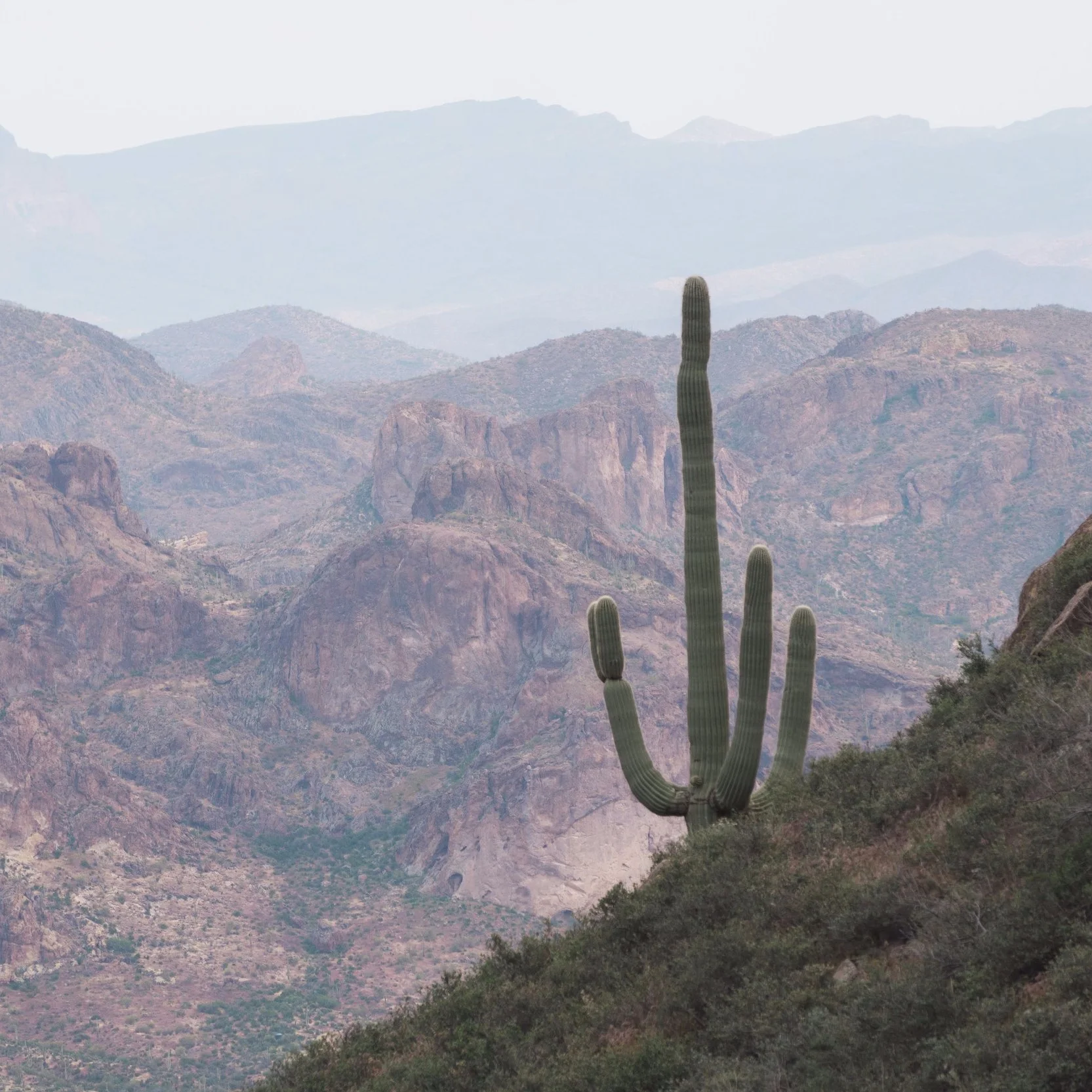 Saguaro in the Superstition Mountains Wilderness