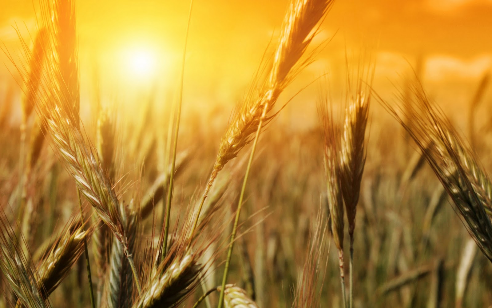 Harvest_01.jpg