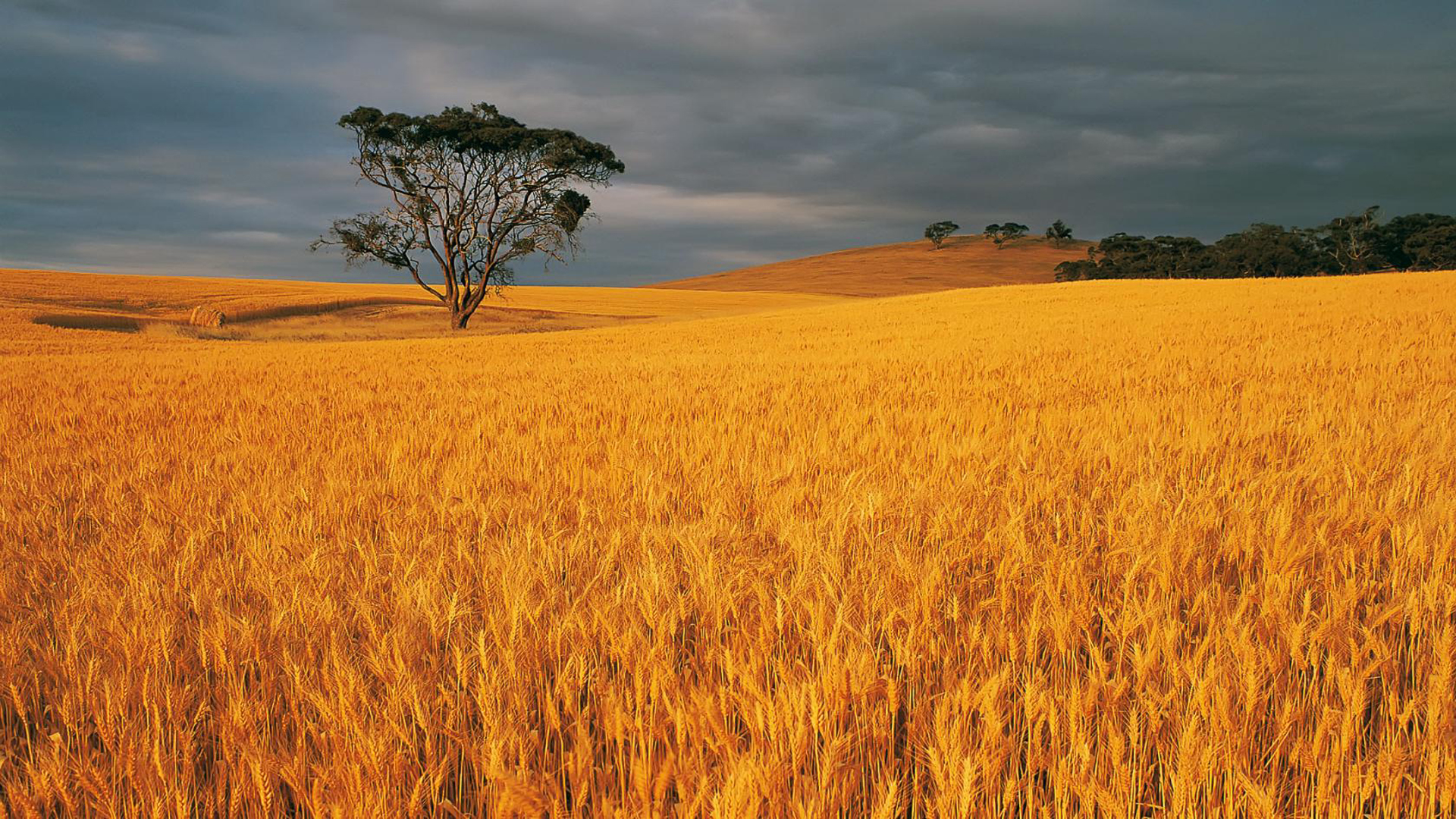Harvest_02.jpg