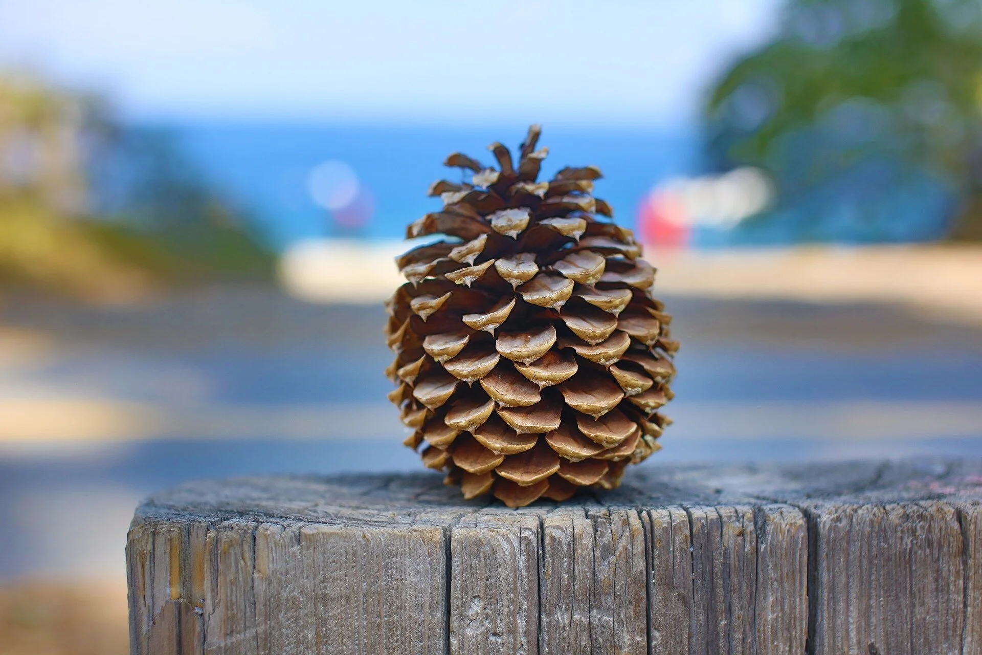 pinecone-g52294b53e_1920.jpg