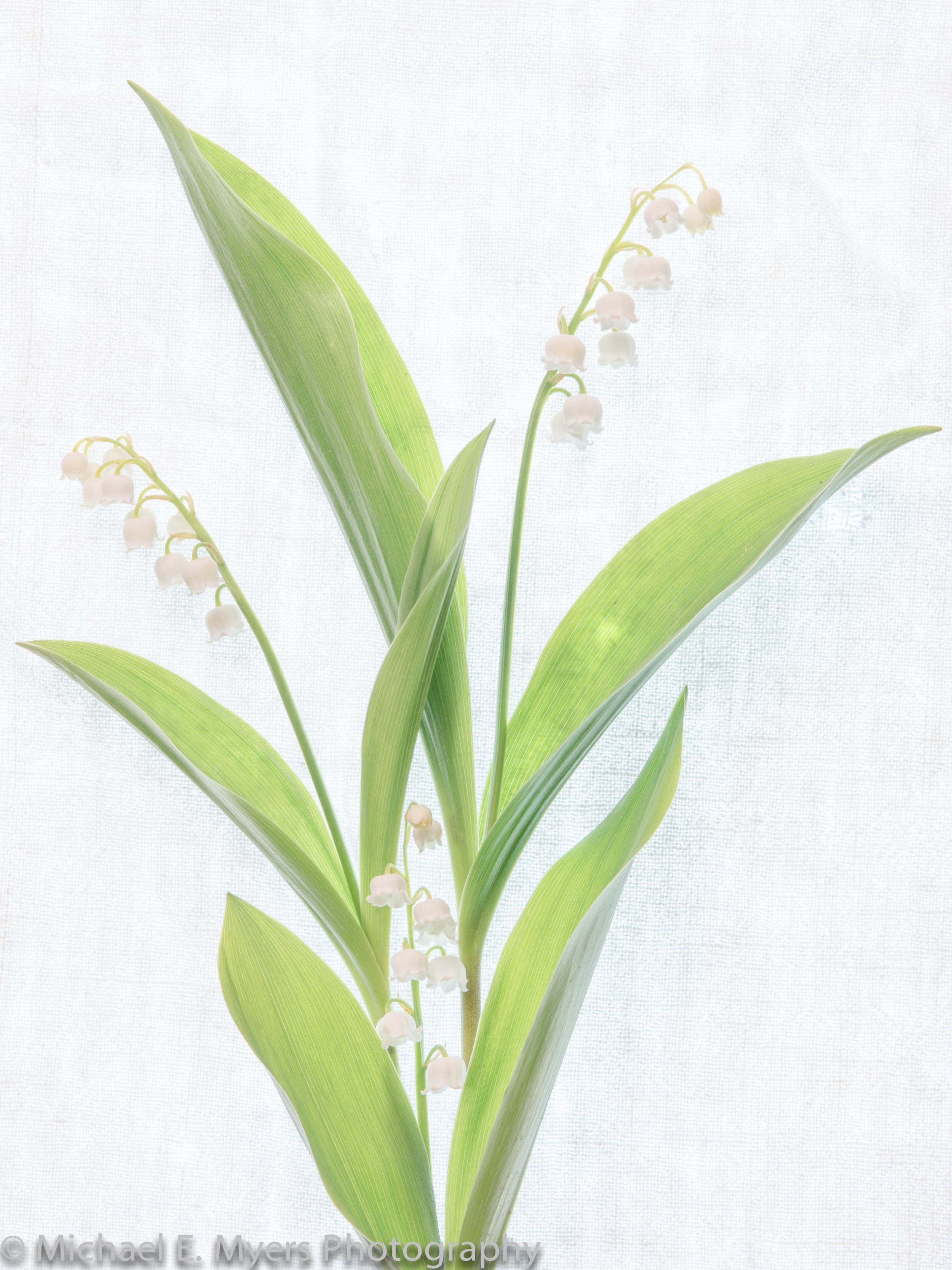 Lily of the Valley on Linen