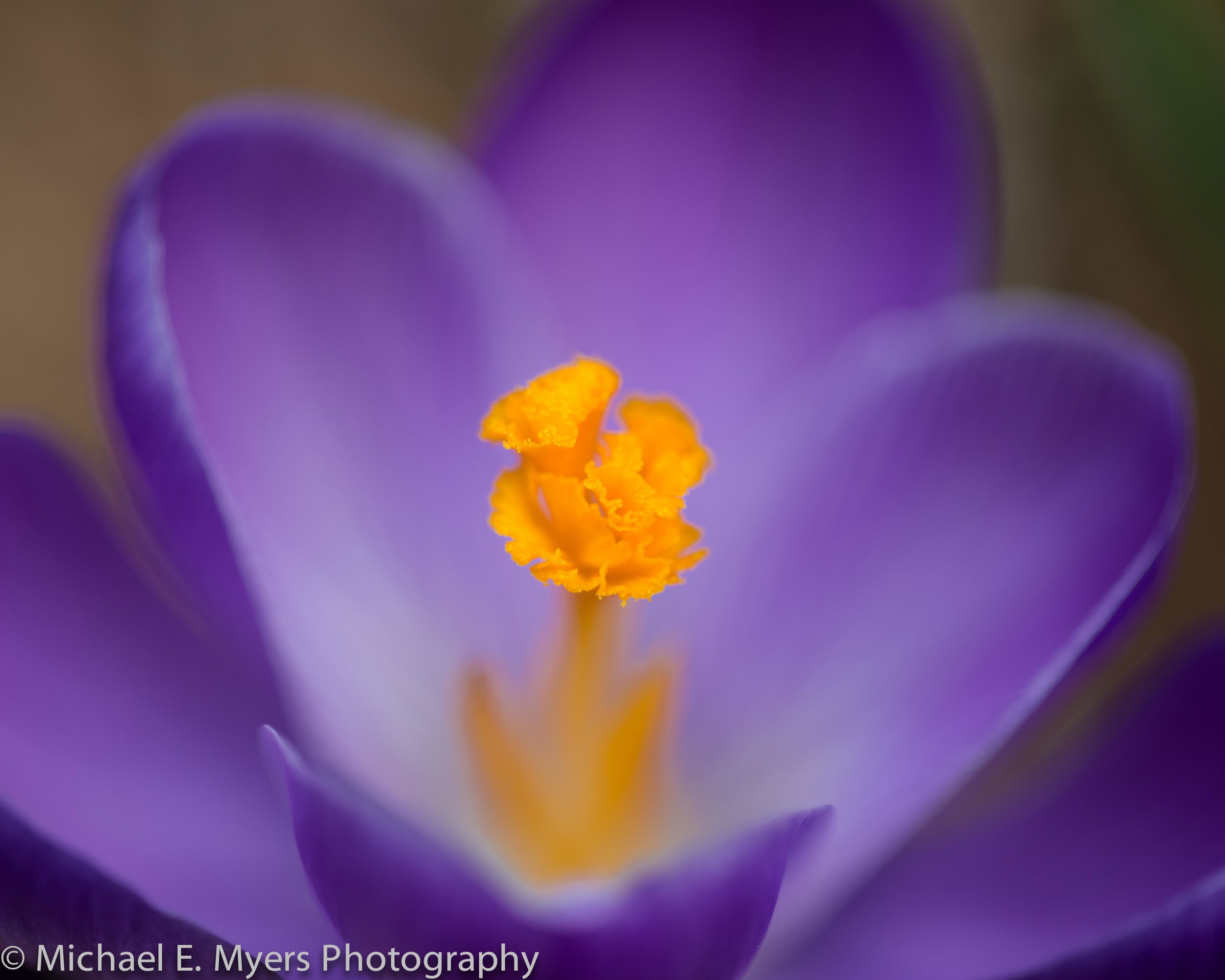 Purple Crocus Closeup in Natural Light