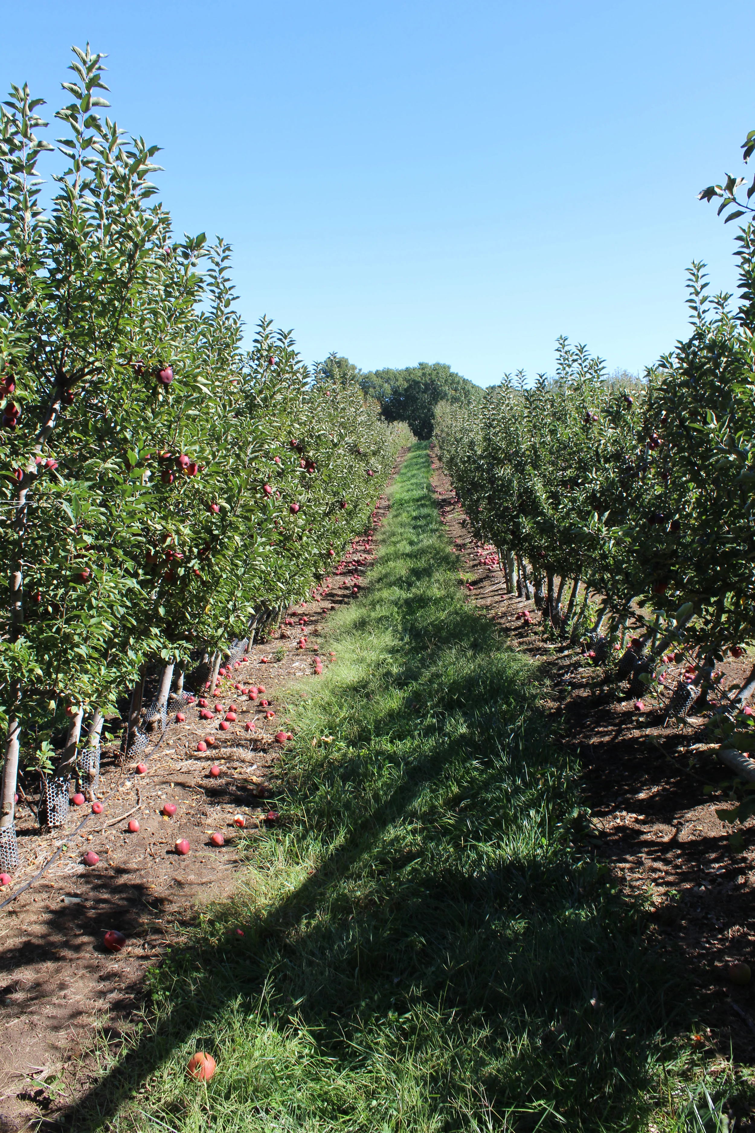 Brooksby Farm Collection-10.jpg