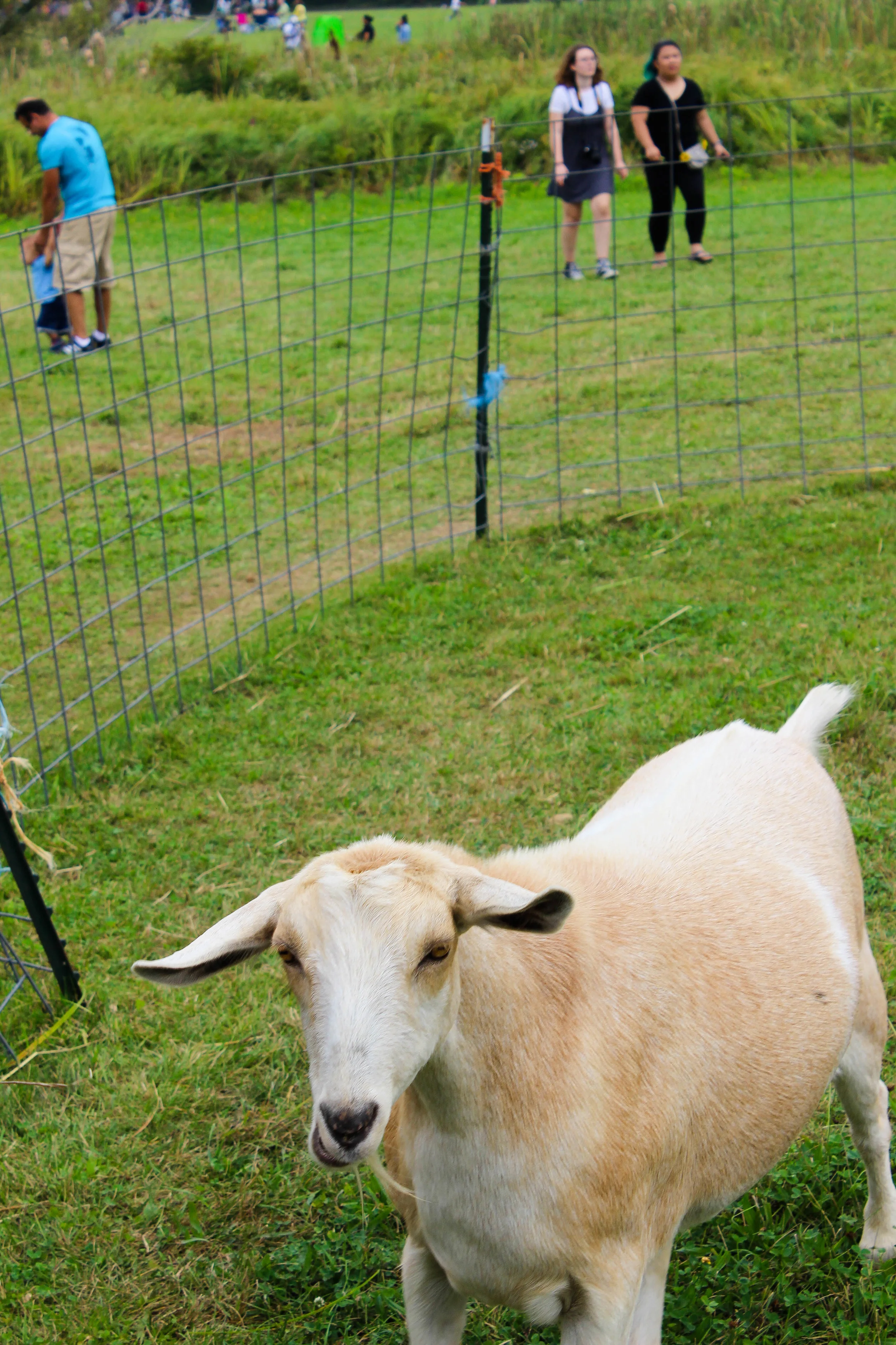 Colby Farm White Goat_.jpg