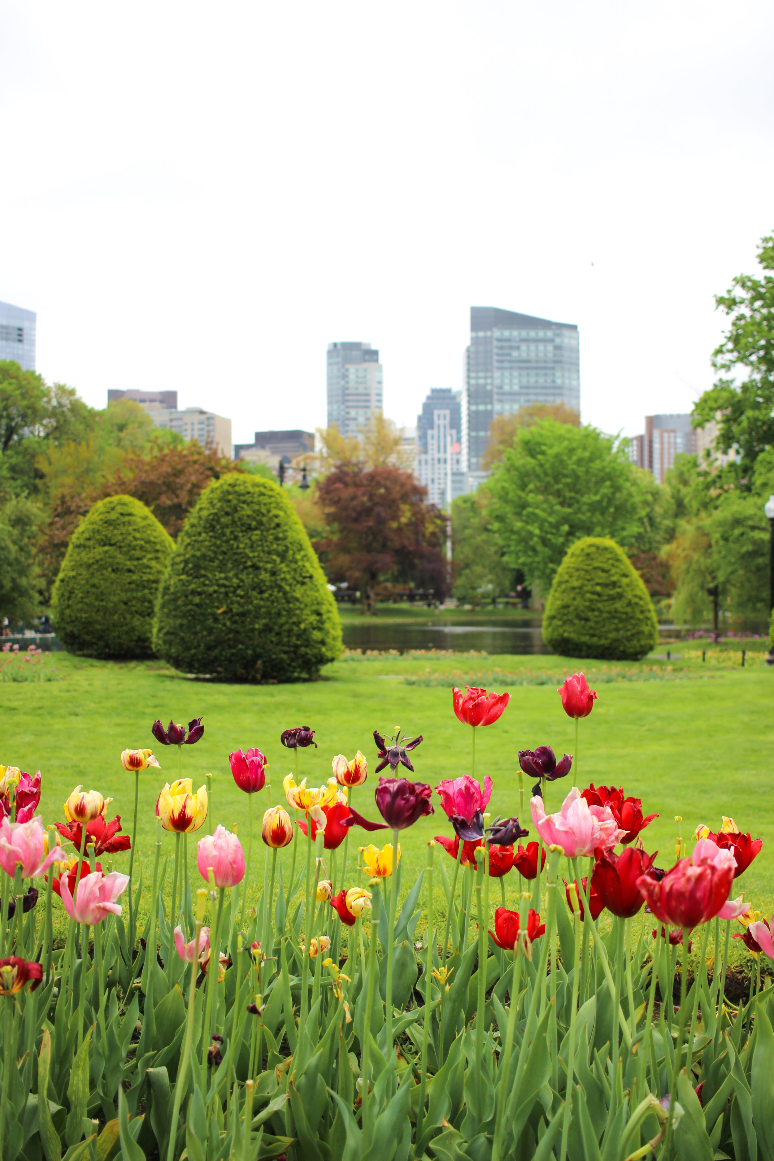 Boston Public Garden Spring Flowers 