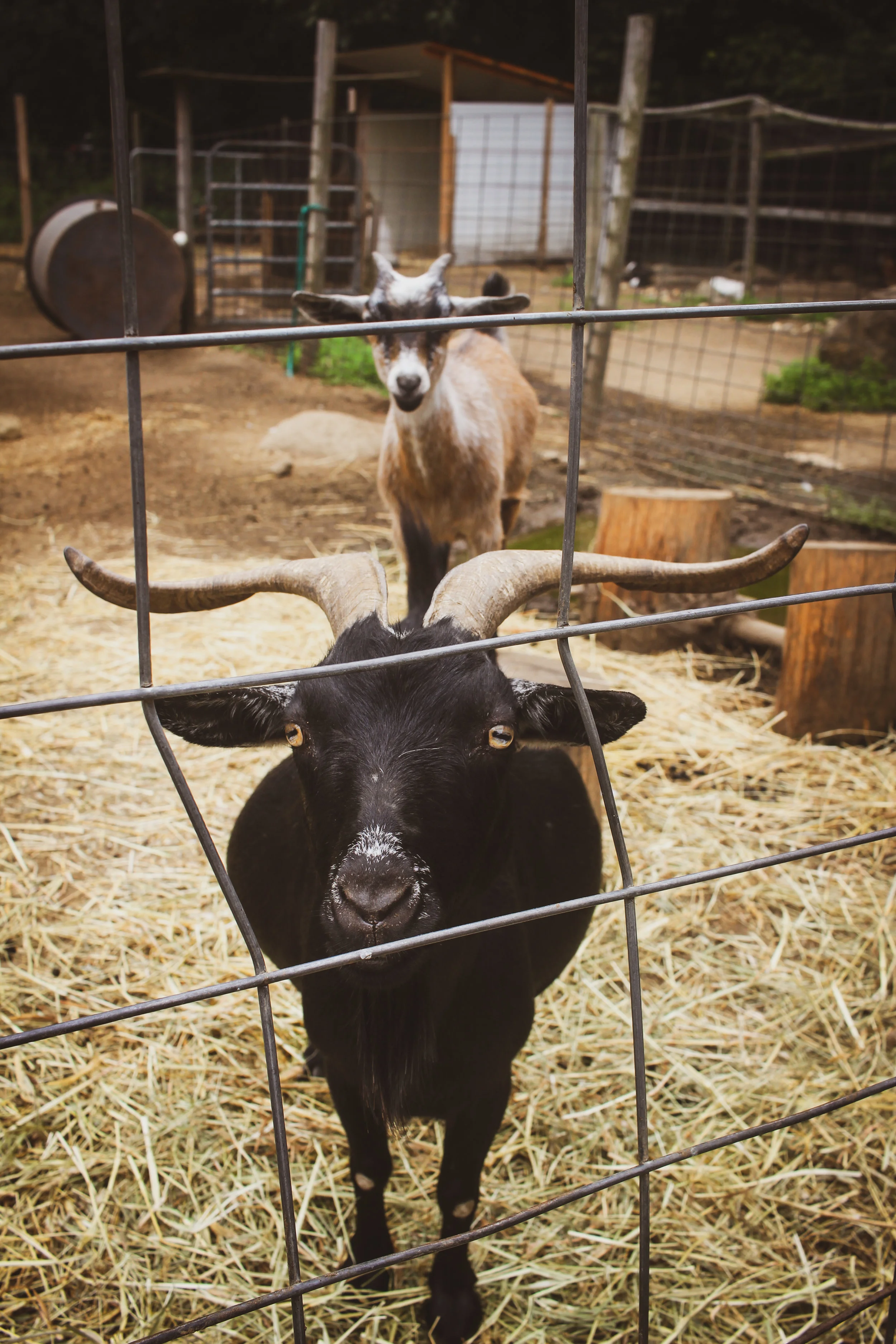 Animal Adventures - August 2019_-10.jpg